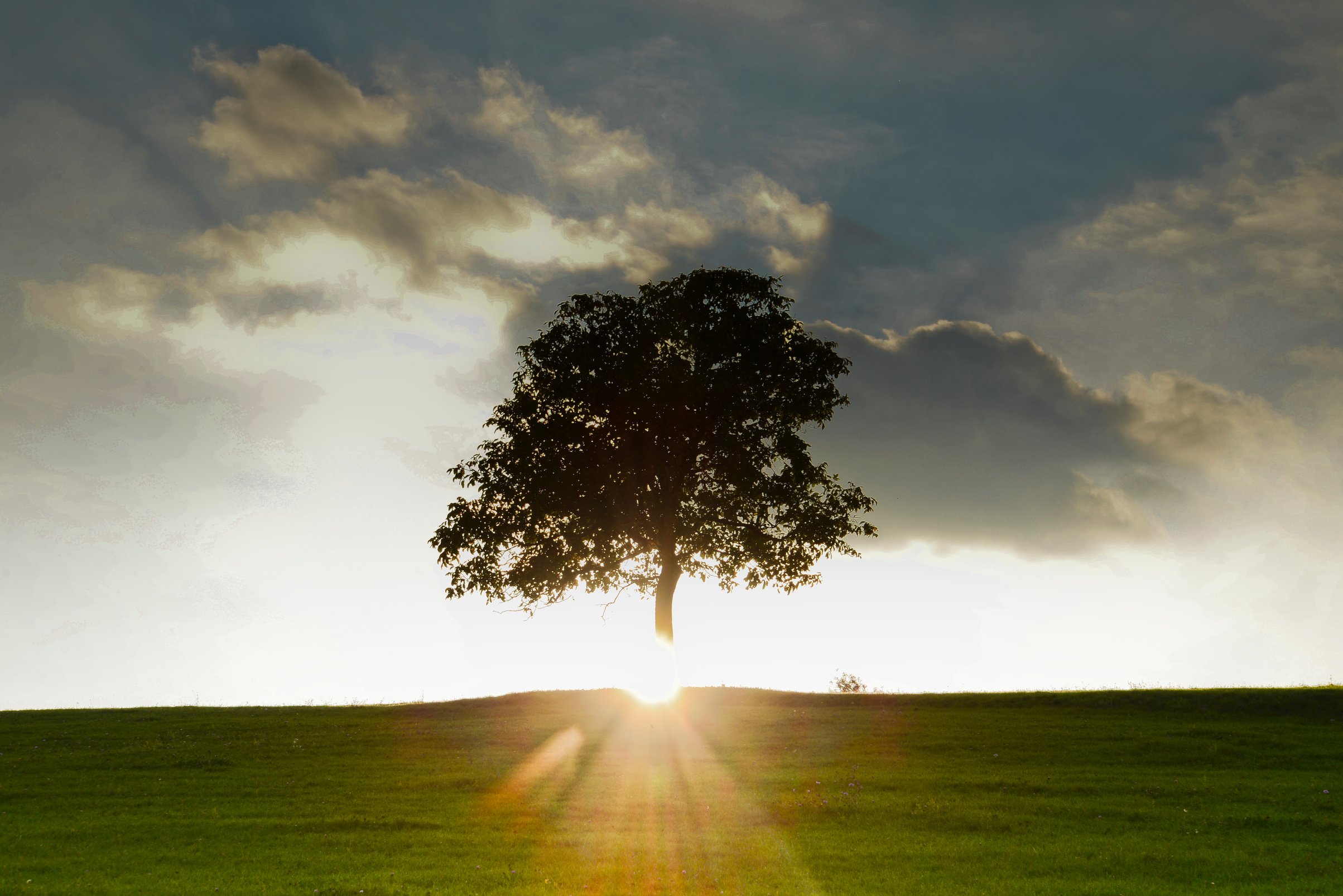 Life Tree
